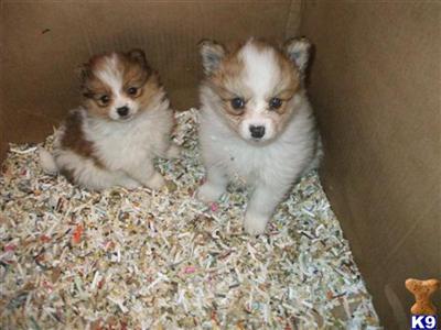 Puppies in NJ